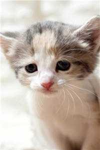 我说的都是真的啊免费全集